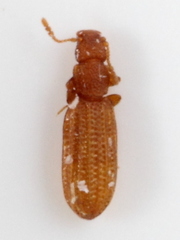 Dienerella costulata
