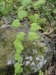 Dioscorea nipponica