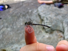Stylogomphus albistylus