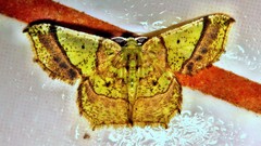 Neagathia corruptata