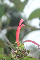 Siphocampylus longibracteolatus