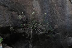 Pentatrichia integra