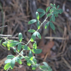 Chamaecytisus ruthenicus