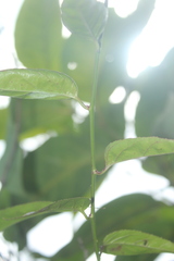 Siphocampylus longibracteolatus