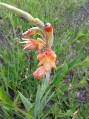 Gladiolus antholyzoides
