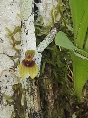 Specklinia