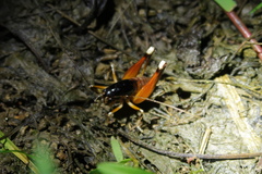 Apotetamenus amazonae