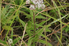 Eupatorium lindleyanum