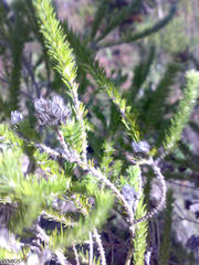 Aspalathus cephalotes cephalotes