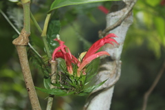 Siphocampylus longibracteolatus