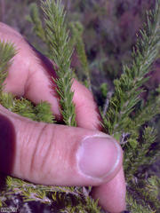 Aspalathus cephalotes cephalotes