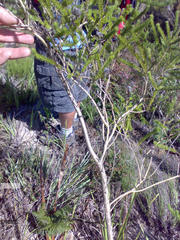 Aspalathus cephalotes cephalotes