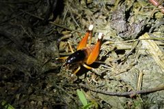 Apotetamenus amazonae