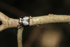 Aspidolasius branicki