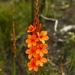 Mountain Watsonia - Photo (c) Gregory Nicolson, some rights reserved (CC BY-NC), uploaded by Gregory Nicolson