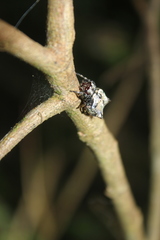 Aspidolasius branicki