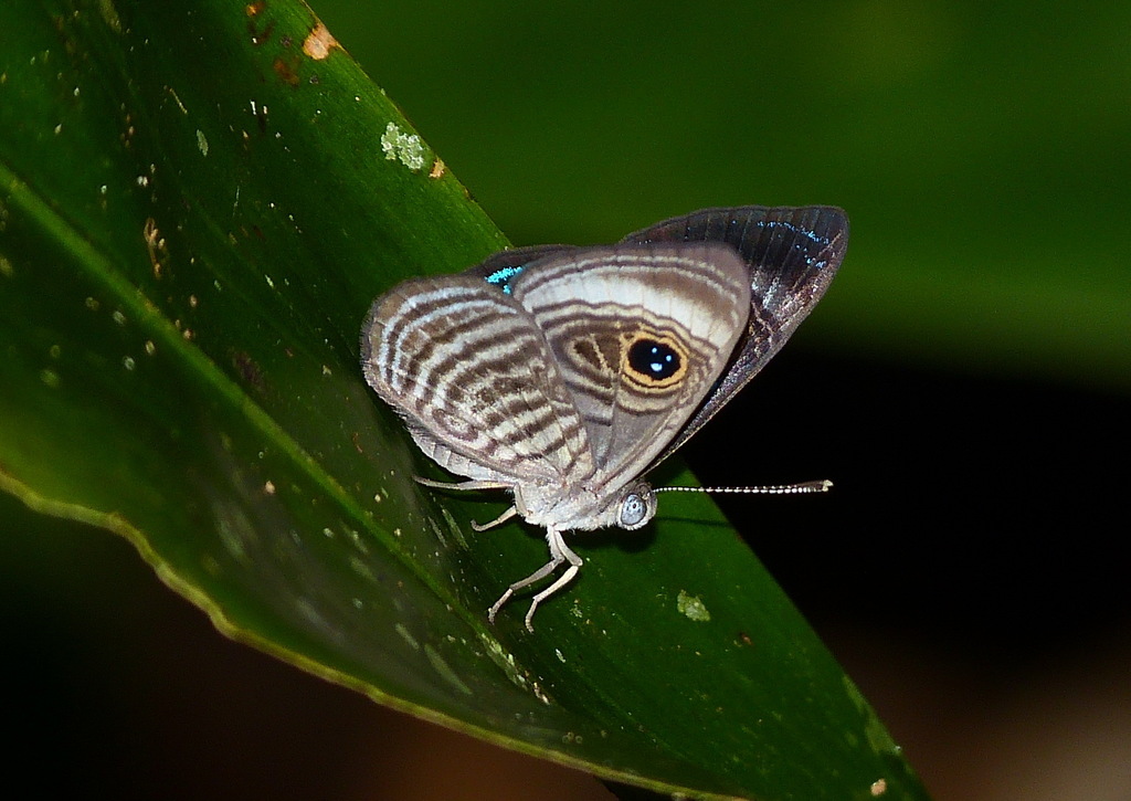 Mesosemia gneris