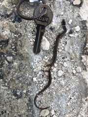 Coniophanes meridanus