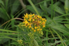 Senecio nemorensis