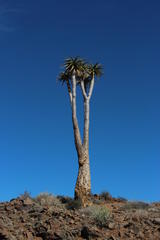 Aloidendron pillansii