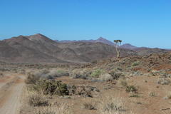 Aloidendron pillansii