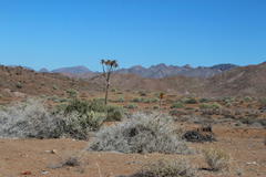 Aloidendron pillansii