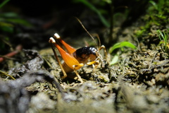 Apotetamenus amazonae