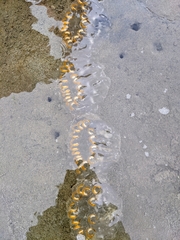 Cyclosalpa bakeri