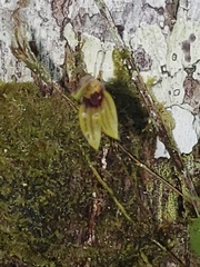 Specklinia