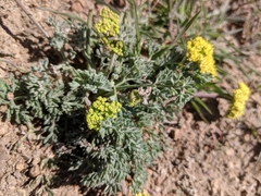 Lomatium austiniae