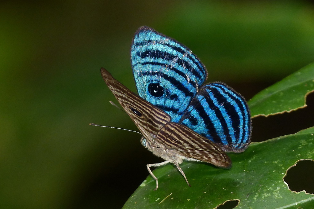 Mesosemia cyanira