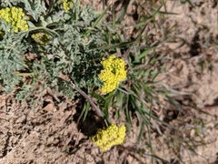 Lomatium austiniae