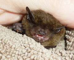 Pipistrellus hesperidus