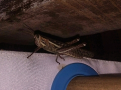 Schistocerca cancellata