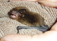 Pipistrellus hesperidus