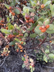 Arctostaphylos morroensis