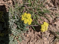 Lomatium austiniae