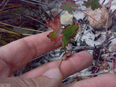 Pelargonium patulum patulum