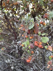 Arctostaphylos morroensis