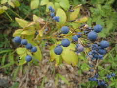 Caulophyllum robustum