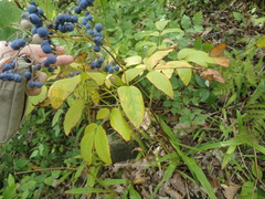 Caulophyllum robustum