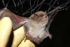 Silver-Tipped Myotis photo 5