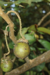 Solanum grandiflorum