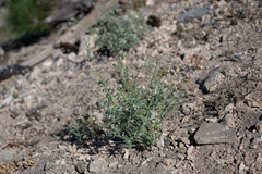 Cryptantha muricata