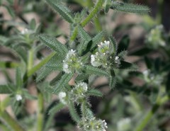 Cryptantha muricata