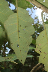 Solanum grandiflorum