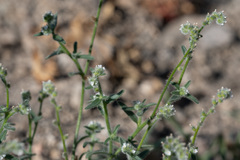 Cryptantha muricata