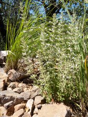 Hedeoma oblongifolia