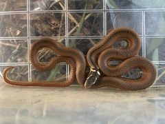 Coniophanes meridanus