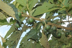 Solanum grandiflorum